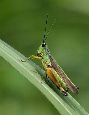 今年以来黄脊竹蝗等在西南亚部分国家爆发对当地农业生产和粮食安全