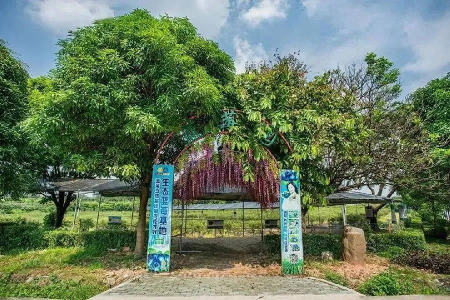 抵至￥49清凉美食游玩转中山清远阳山高明美的鹭湖瓜果飘香品不尽太