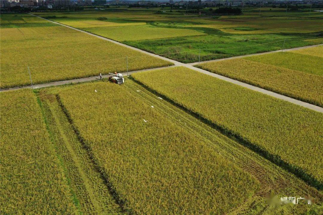 揭阳:满田尽带黄金甲