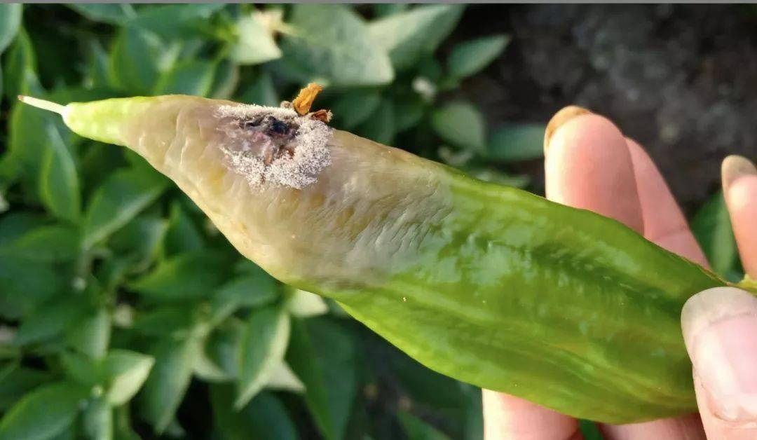 辣椒果部常发病害合集附高清图谱