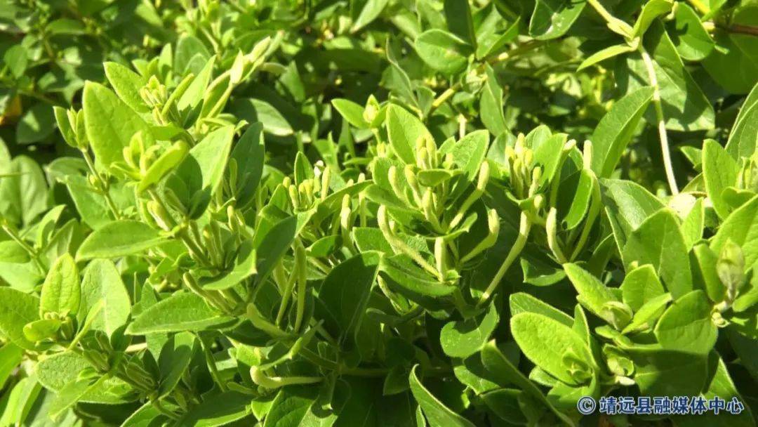 靖远的这个黄花花 厉害了_高湾镇