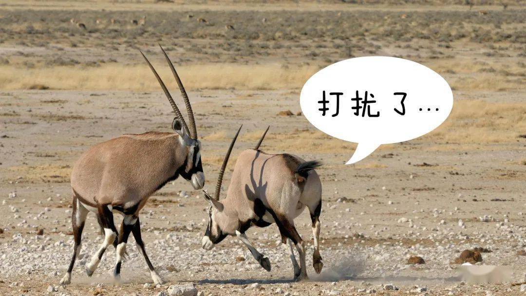 武力的差距仅凭目测就可以得出结论,自知不如的一方会灰溜溜地走掉