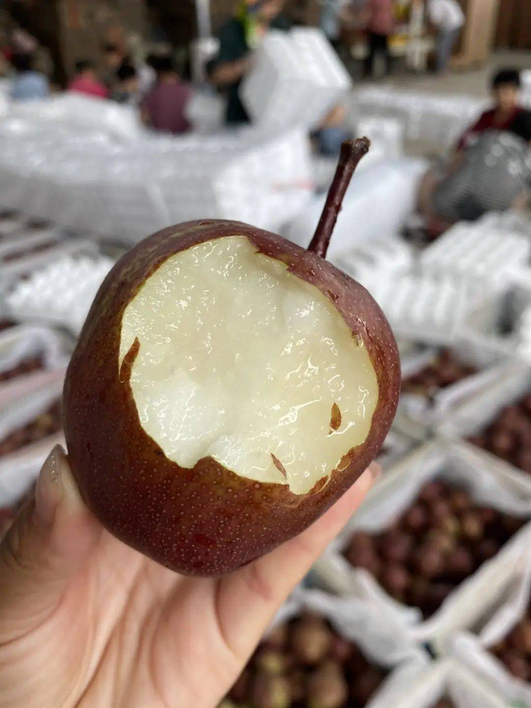 但是一种小众梨,目前我国香梨等,常见的有皇冠梨,黄金梨,丰水梨,鸭梨