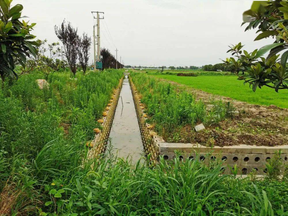 配置植物群落等生物措施,对农田排水及地表径流中的氮,磷等物质进行