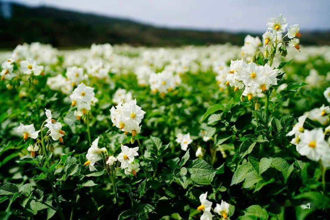 定西这儿的6万亩洋芋花开成海