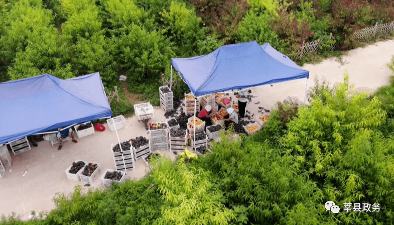 朝城镇西关村孔春焕:现代农业种植 开辟群众致富路