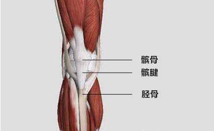 最高处,向下通过大腿的前部,四块肌肉形成一个腱膜,最后通过膝盖上方