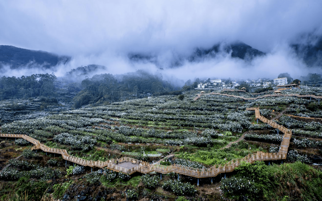 绿盈乡村立足生态优势谱写乡村振兴新篇章漳州市云霄县和平乡棪树村