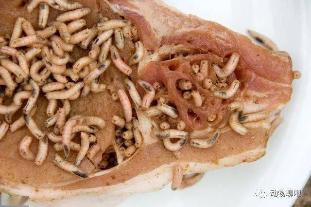 种族延续亿年,无论形态还是习性都演化得极为成功的双翅目