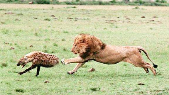 雄狮咬断鬣狗后腿鬣狗两条腿逃跑网友四驱变两驱