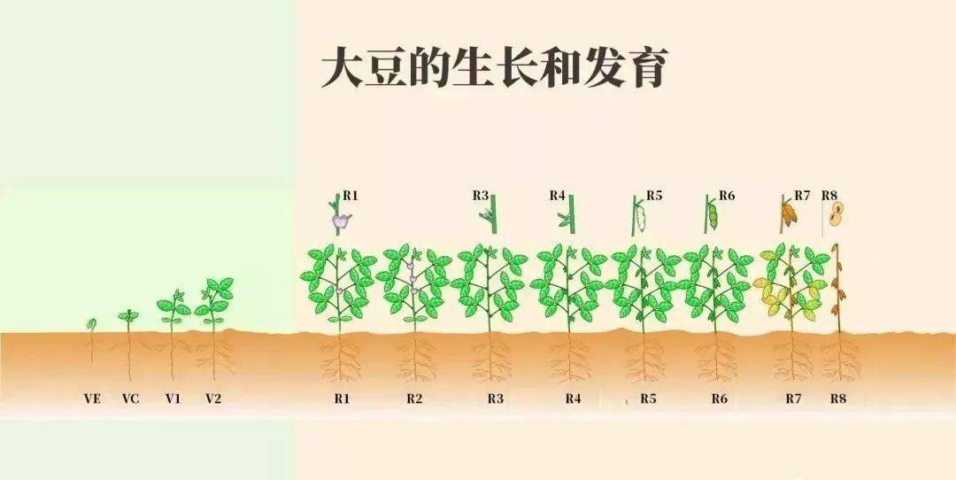 分别为 营养生长阶段