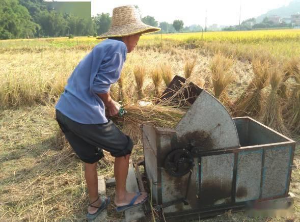 云浮朋友翻乡下割禾抓禾虾罗