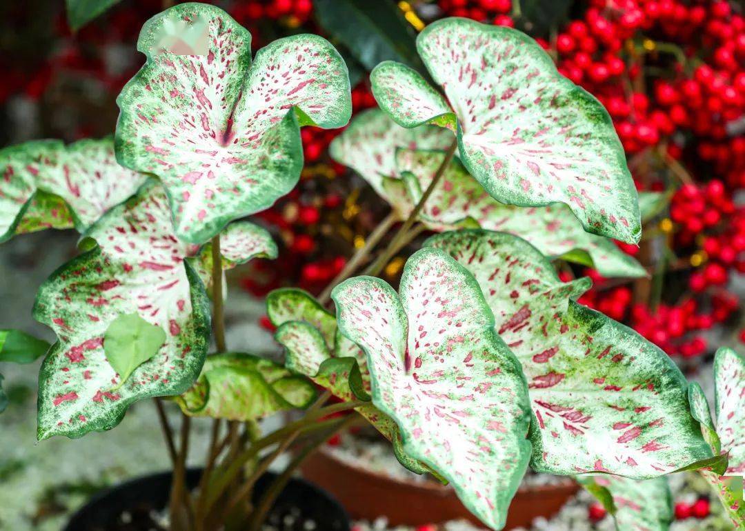 天使的翅膀五彩芋