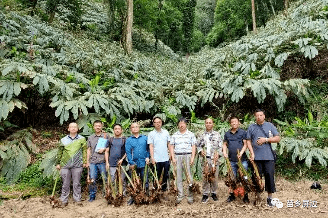 屏边草果林下种植不破坏生态就能致富的好产业