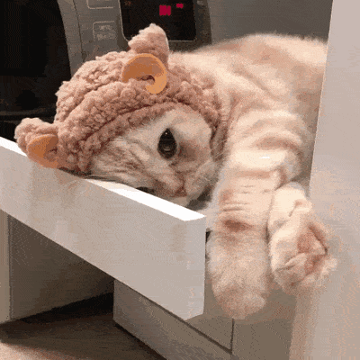 清晨,当你还在床上睡眼朦胧的时候 一只毛茸茸的小可爱跑到你的床前