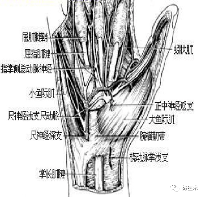 尺神經解剖檢查圖解熟練掌握