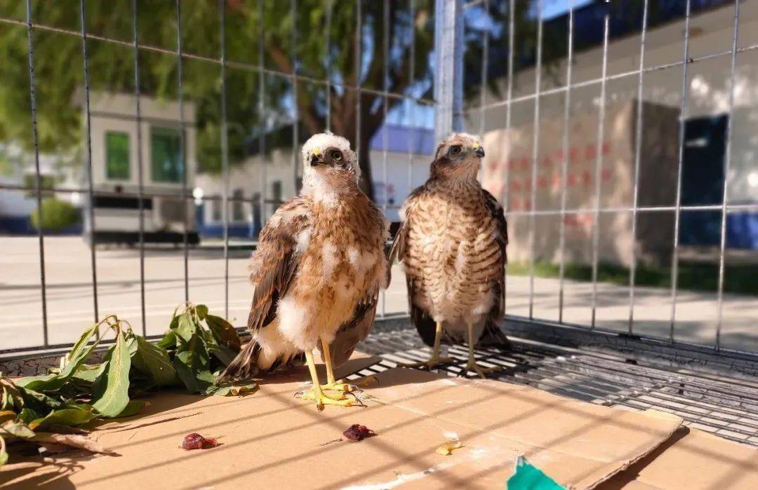 成功救助3只国家二级重点保护动物猎隼雏鸟