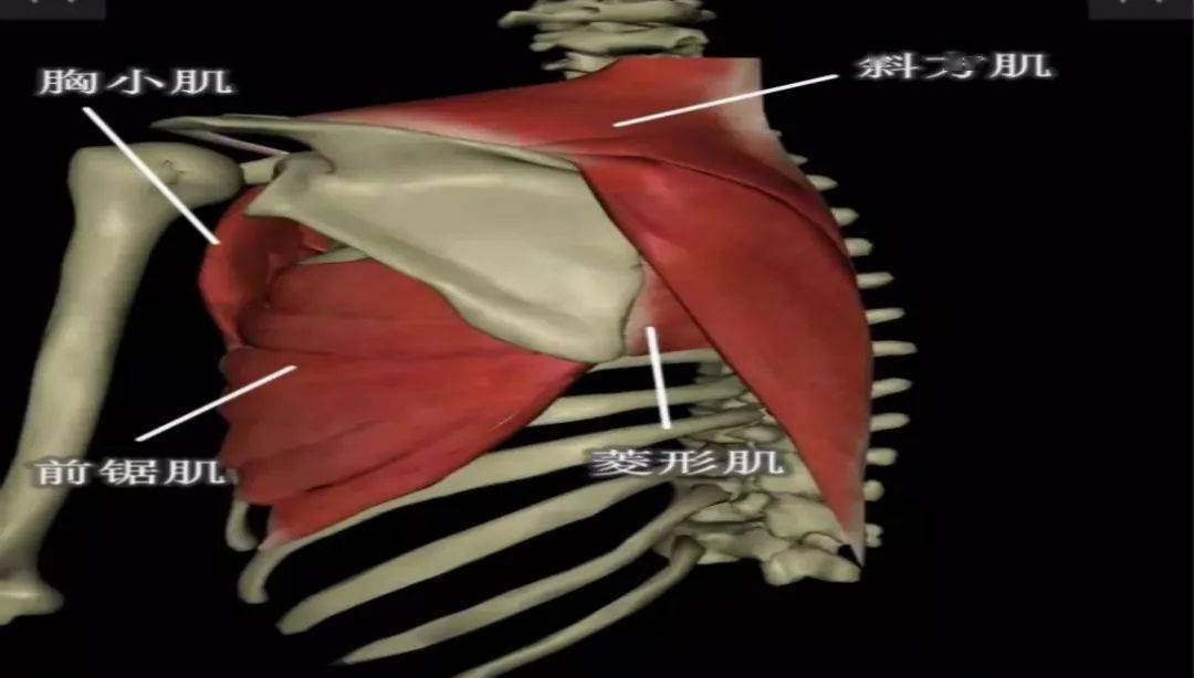 天使之翼不美丽——浅谈翼状肩胛