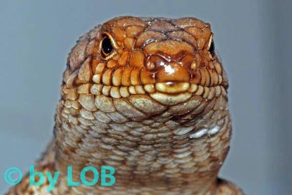 【从零开始养】澳洲刺尾岩蜥基础饲养指南