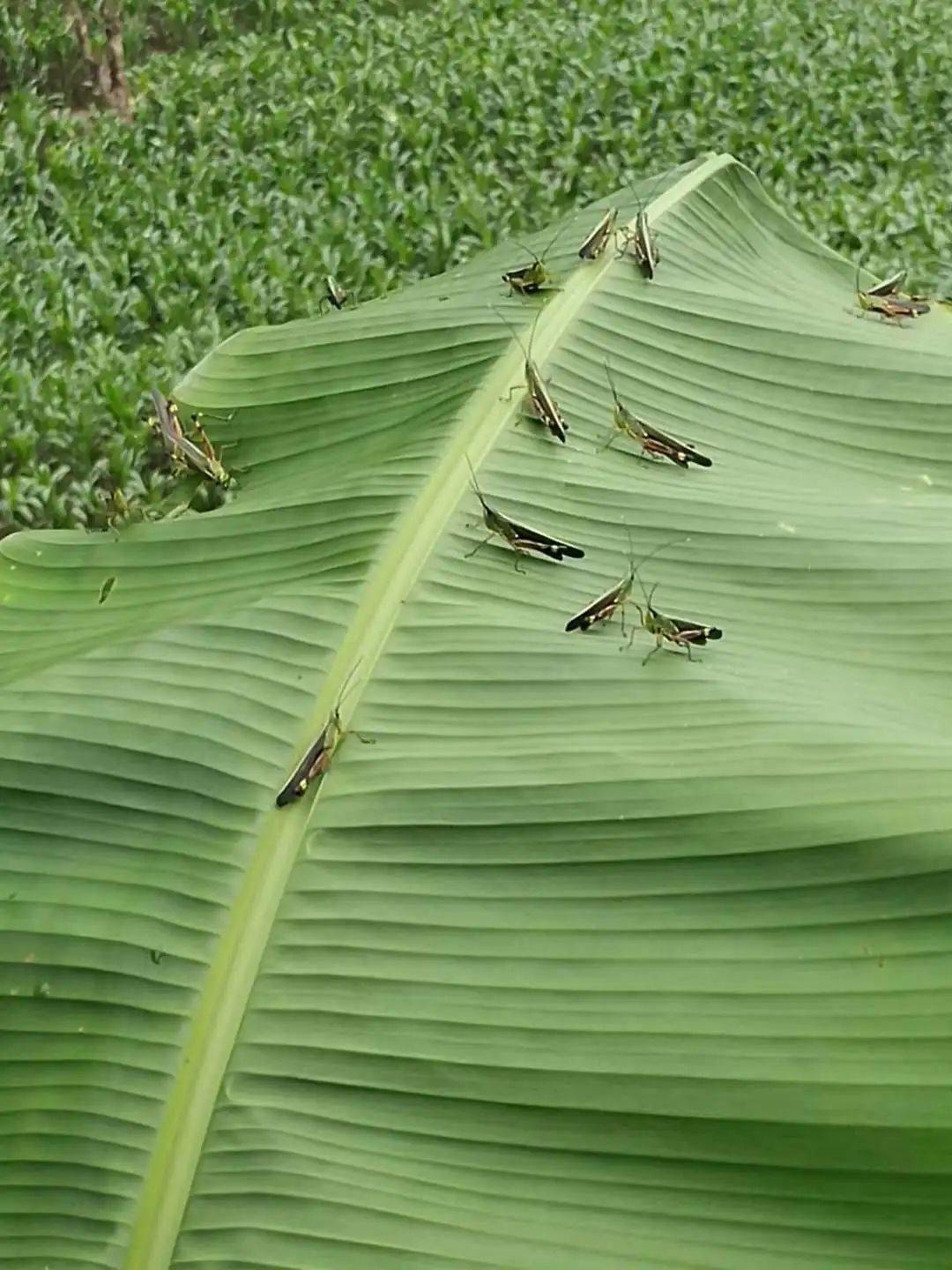 勐腊黄脊竹蝗灾害 | 处于可控范围