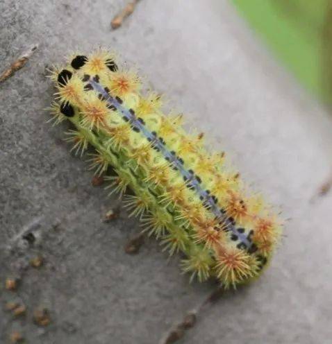 令人"刻骨铭心"的洋辣子,你还记得吗?