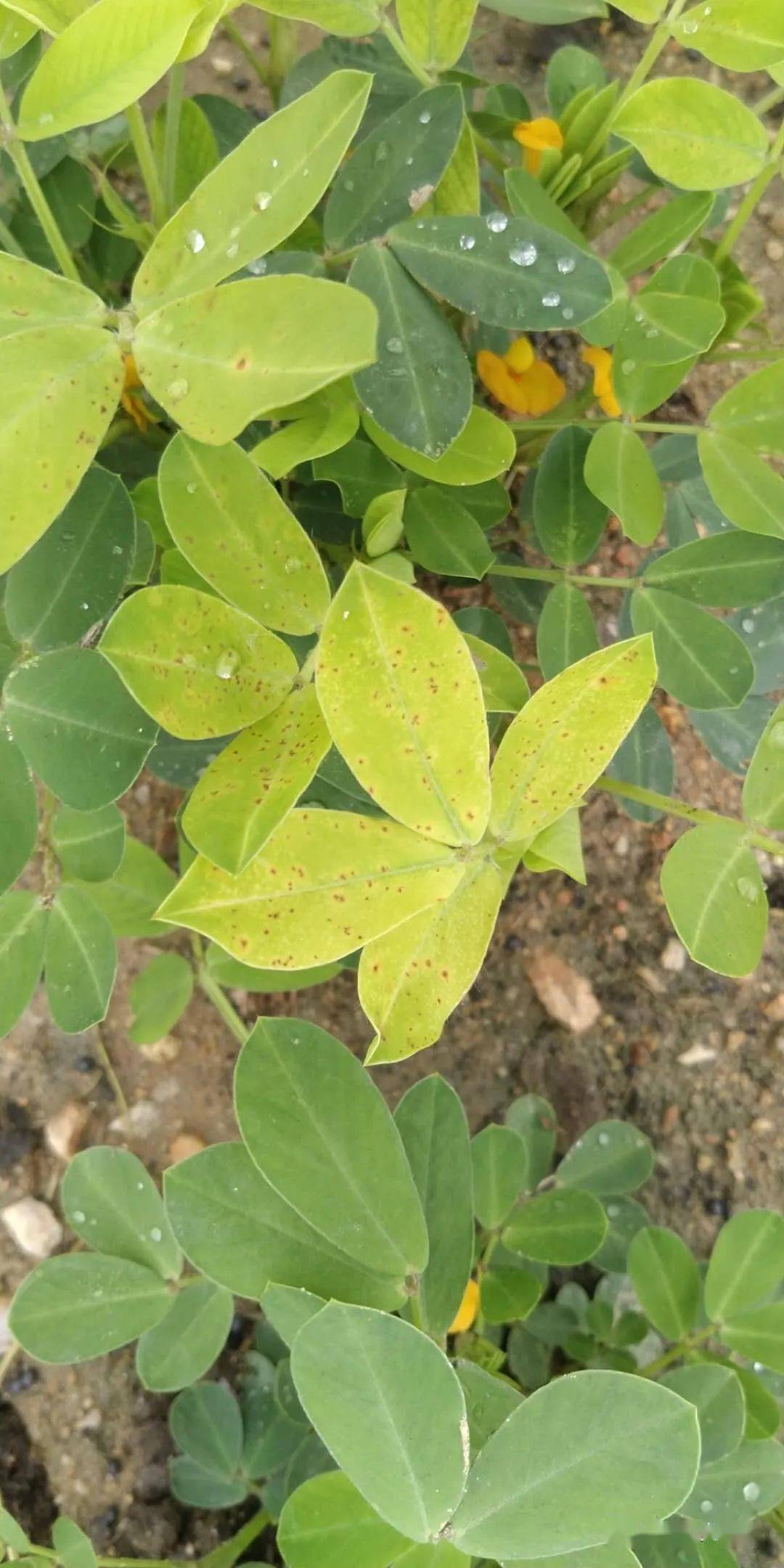 花生黄化,叶斑!这些常见危害该怎么治?专家回复了