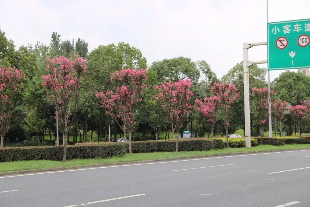 绿道科普|芳菲百日浓辉聚--2020年紫薇观花指南