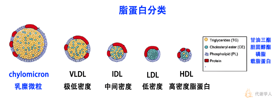 此处,小编先卖个关子,大家可以猜猜五种脂蛋白中的哪一种负责膳食脂质