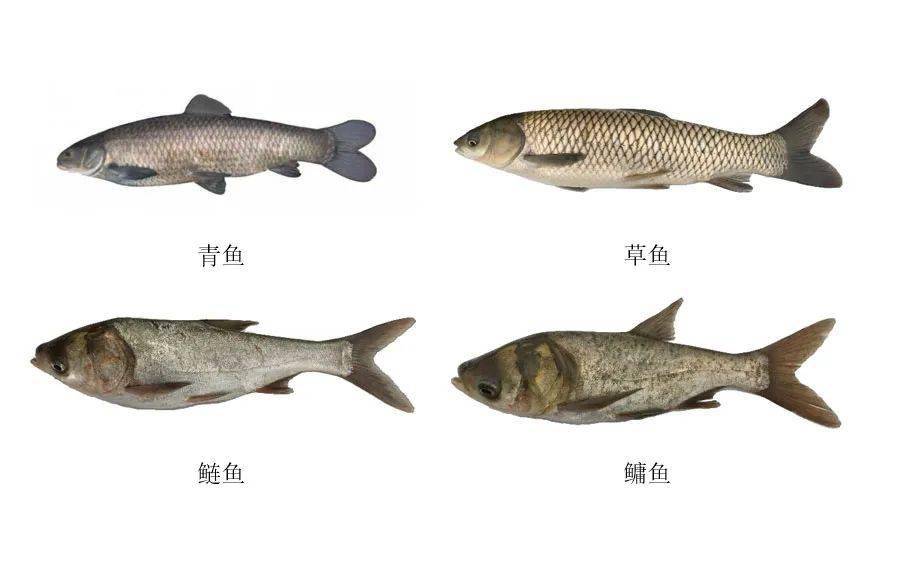 常见食用鱼种类图片