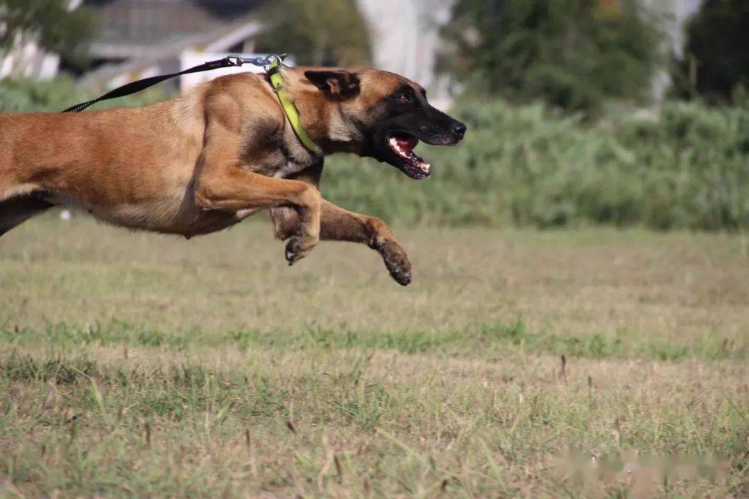 (贝塔)父亲血统资料世界级传奇种犬阿尔夫的儿子【 阿尔法的血统资料