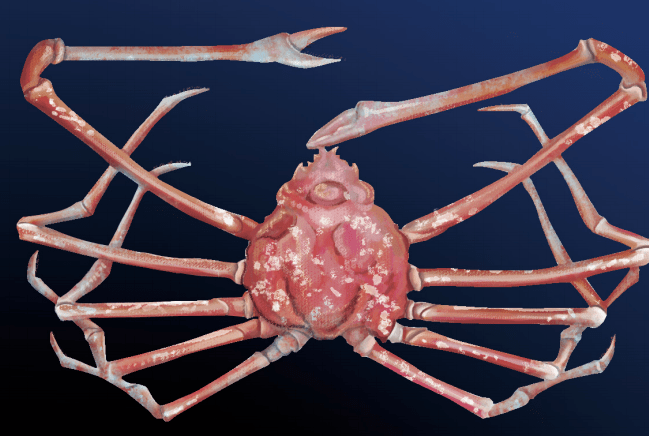 科普海洋里有蜘蛛