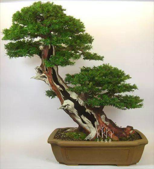 爱木盆景i普通紫杉盆景桩材大变身舍利雕刻是重点这才是高手