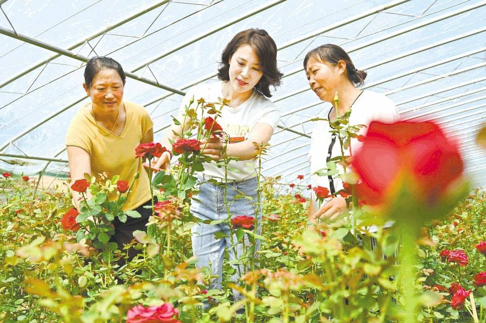 7月10日,在莒縣招賢鎮西黃埠村盛世花卉種植專業合作社,駐村第一書記