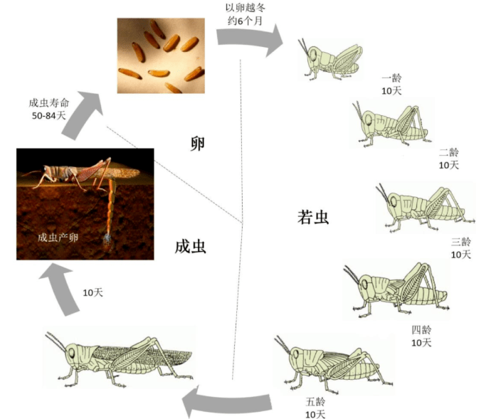 揪心普洱人蝗大战胜负还难分西双版纳勐腊县又起蝗灾