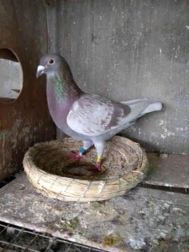 高位鸽怎能少得了威风红"绛"鸽的风采