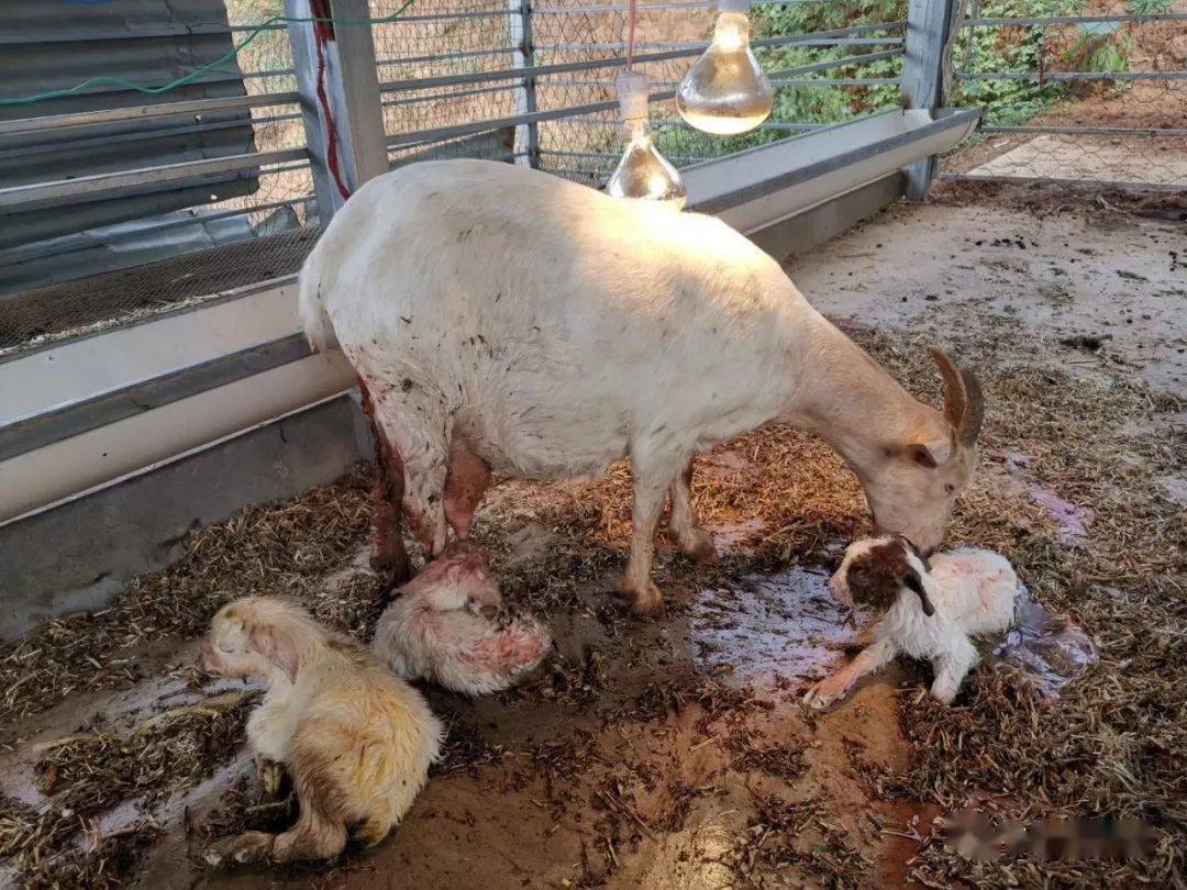 母羊分娩后不久,特别是在产后的2