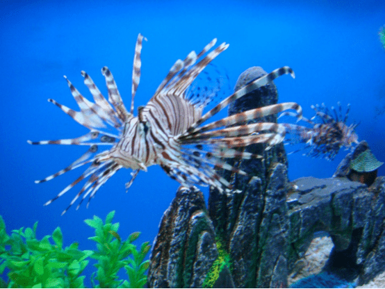 构建海洋生物的水中花园,从浪花里舞蹈的海草说起