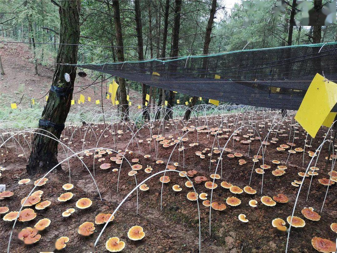 涪陵这个乡镇"藏"着一大片灵芝!_手机搜狐网