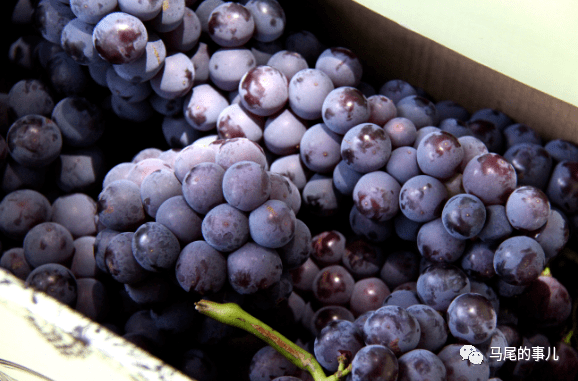 琅岐葡萄产业发展助力乡村振兴