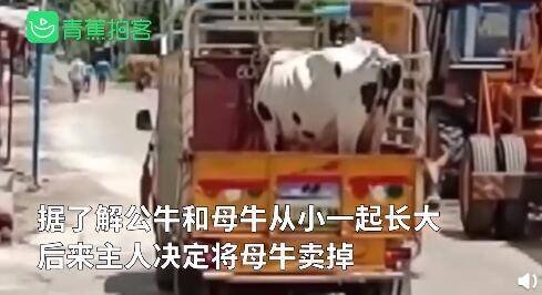 母牛被卖公牛追车一公里阻止 最终有情“牛”终成眷属