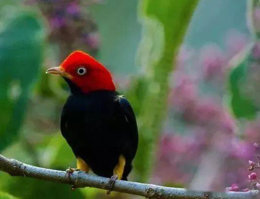 多年来,红顶侏儒鸟的求偶仪式都让专家叹为观止.