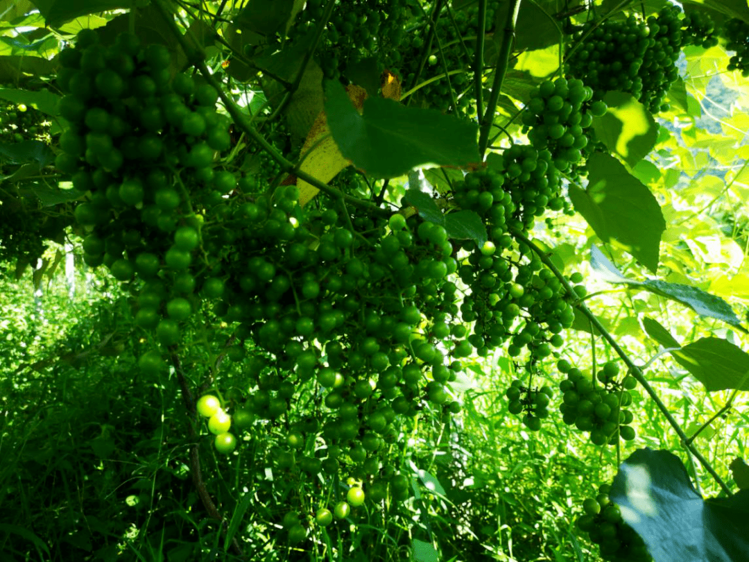 寨岗镇石径村种植的野葡萄上线啦!烈日美味等你尝新
