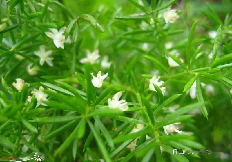 鸳鸯草|作者文美玲|朗诵润雨无声