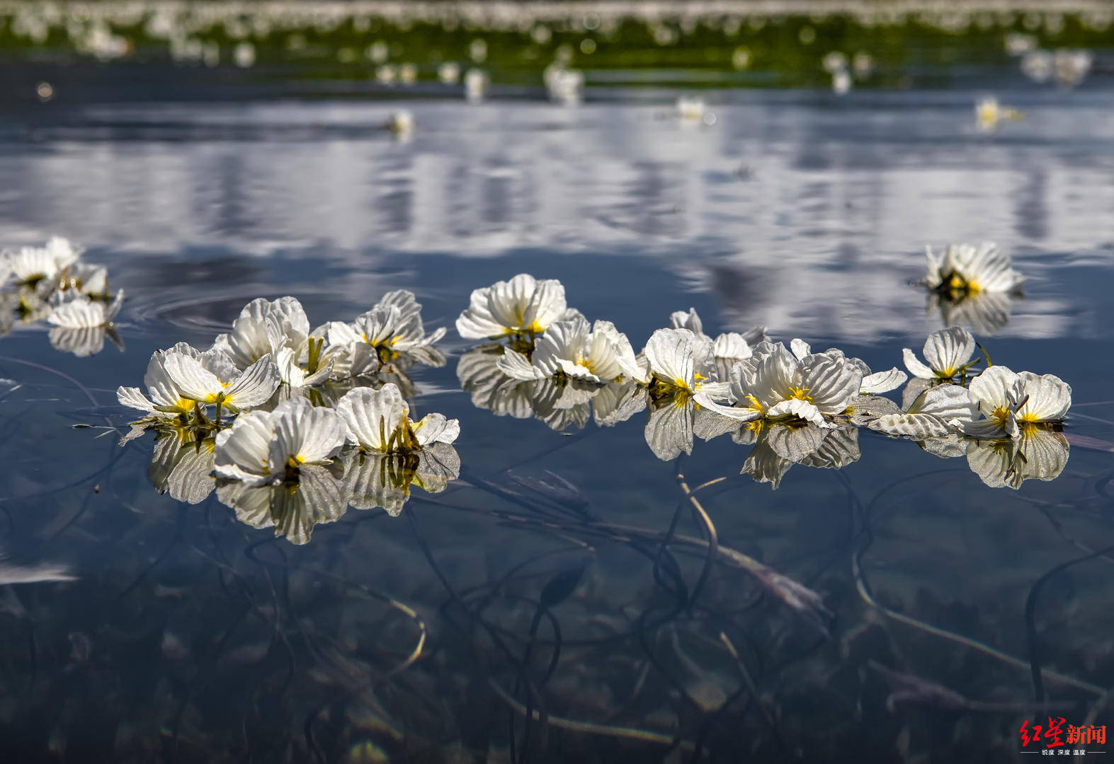 泸沽湖海藻花图片图片