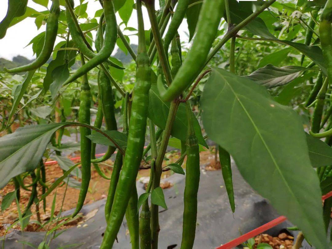 听村里人说,这里的线椒品种叫"湘辣四号",总种植面积有接近1500亩