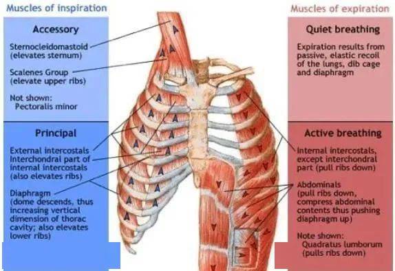 肩膀怎么按都很硬试试放松你的第一肋骨