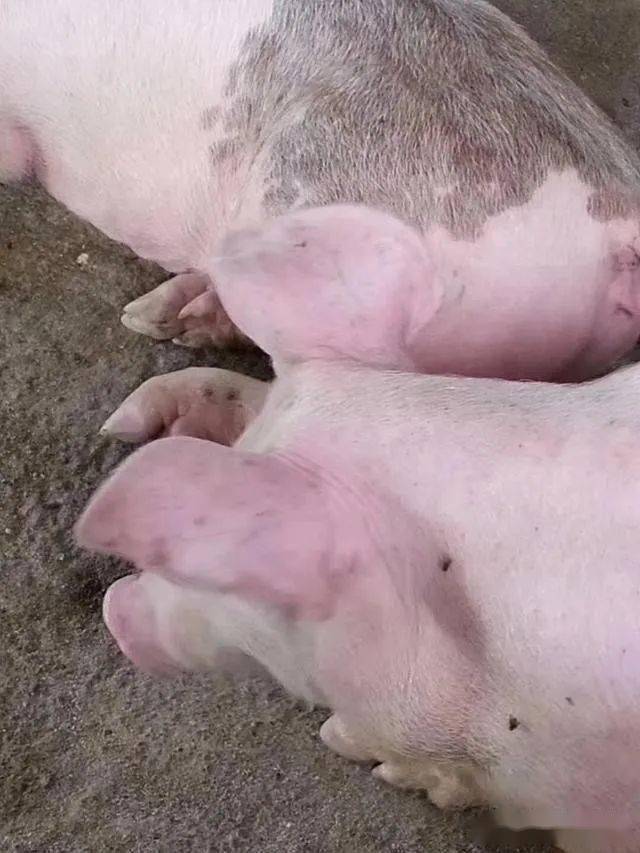 猪场发生疑似感染非洲猪瘟快速控制下来和净化技术20余天达到满意效果