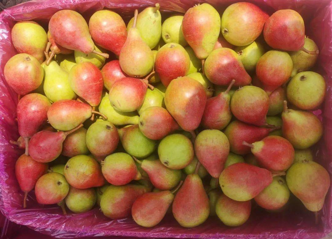 急!龙口这个村有10万斤伏阳梨!等待您伸出援手!
