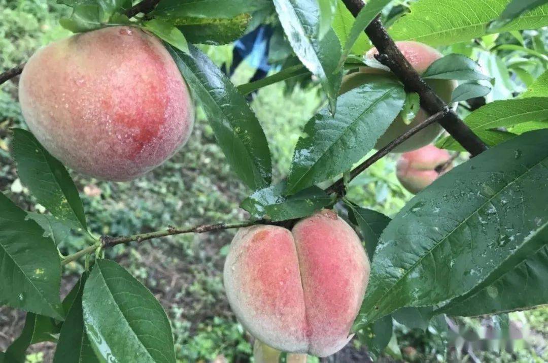 云龙镇胭脂脆桃云龙镇紧扣"丘区重镇,生态兴城"的发展定位,着力建设"