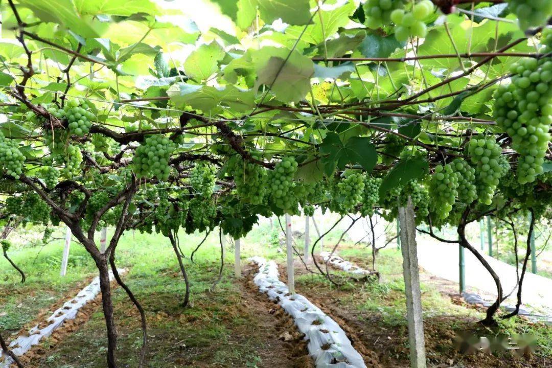 普安镇水晶葡萄串起致富路